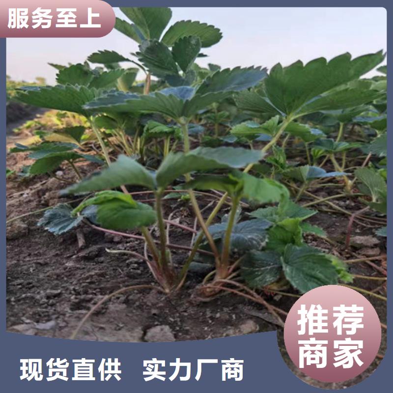 草莓苗杏苗匠心品质