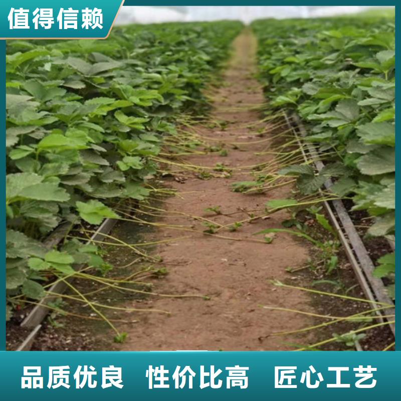 美德莱特草莓苗