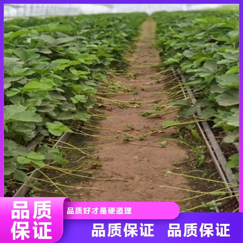 草莓苗杏苗匠心品质