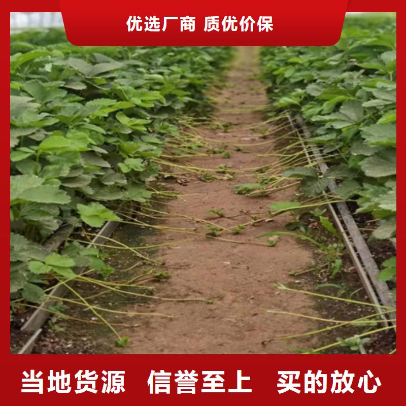 桃树苗-视频-桃树苗|黑龙江省|黑河|佳木斯|绥化|大兴安岭|哈尔滨