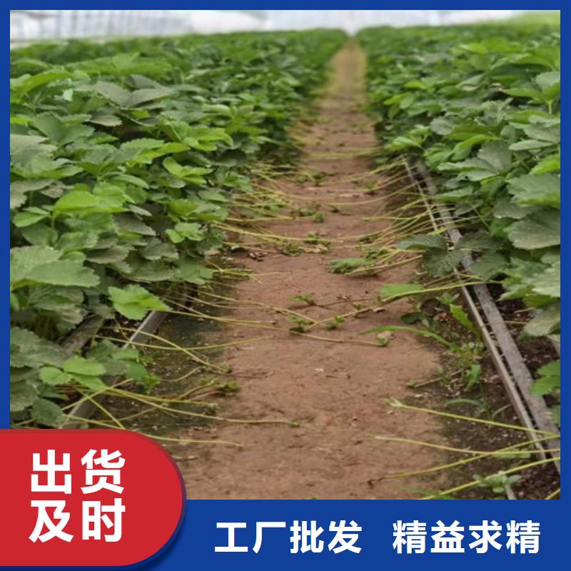 草莓苗,冬枣苗闪电发货