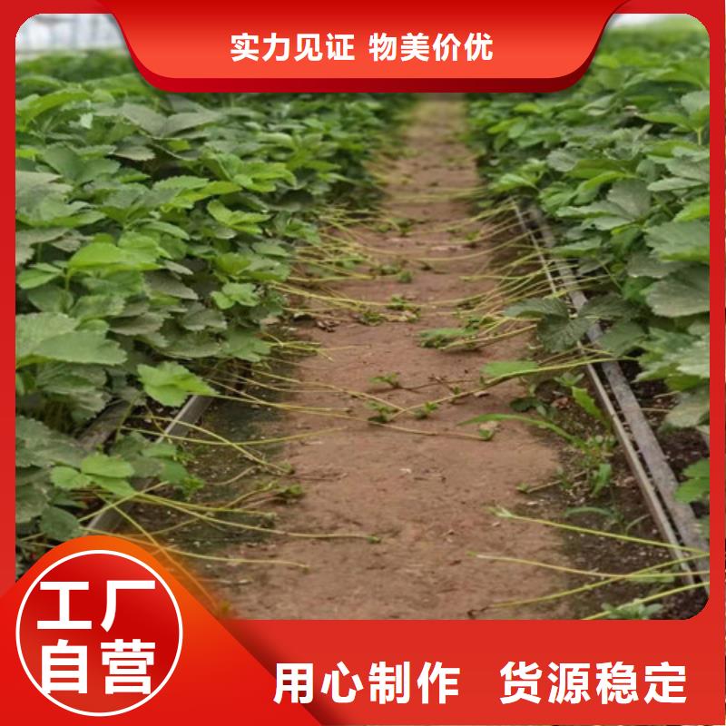 草莓苗大棚草莓苗质量安心