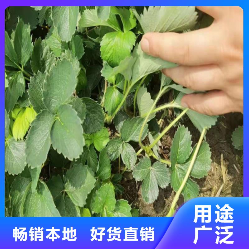 草莓苗杏苗匠心品质