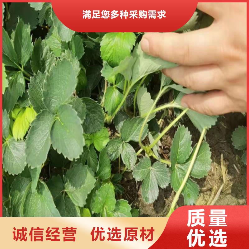 草莓苗梨树苗多年厂家可靠
