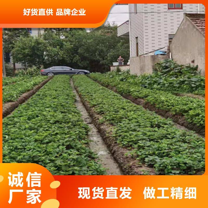 美德莱特草莓苗