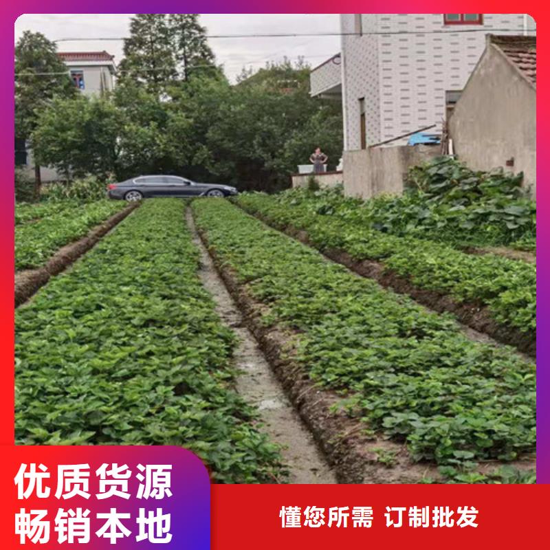 草莓苗花椒苗诚信经营质量保证