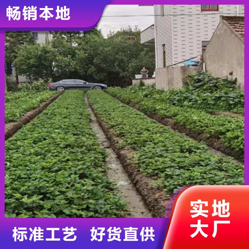 草莓苗桃树苗颜色尺寸款式定制
