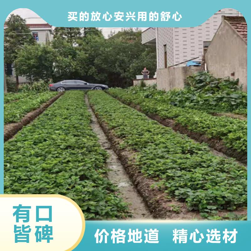 桃树苗-视频-桃树苗_河南省信阳市市场覆盖浉河|平桥|平顶山|洛阳|安阳|漯河|开封等