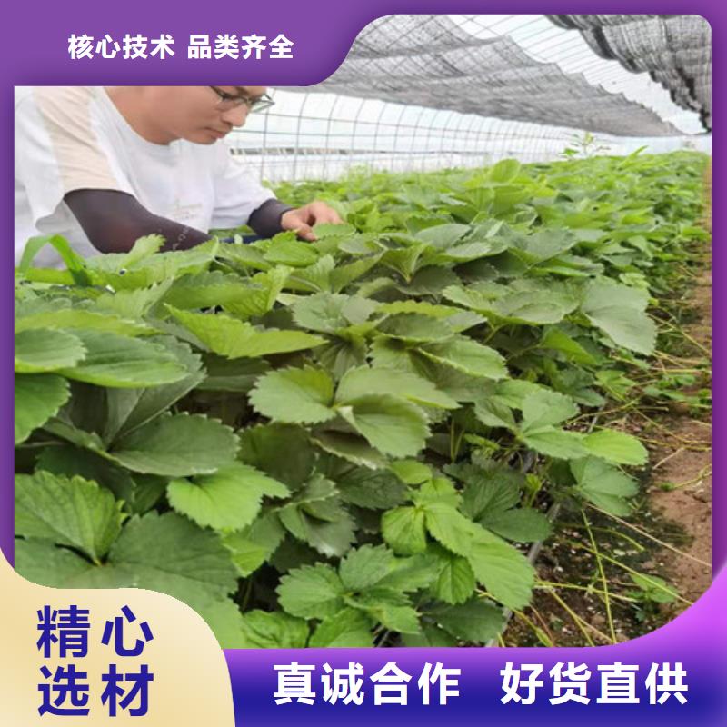 桃树苗-视频-桃树苗|黑龙江省|黑河|佳木斯|绥化|大兴安岭|哈尔滨