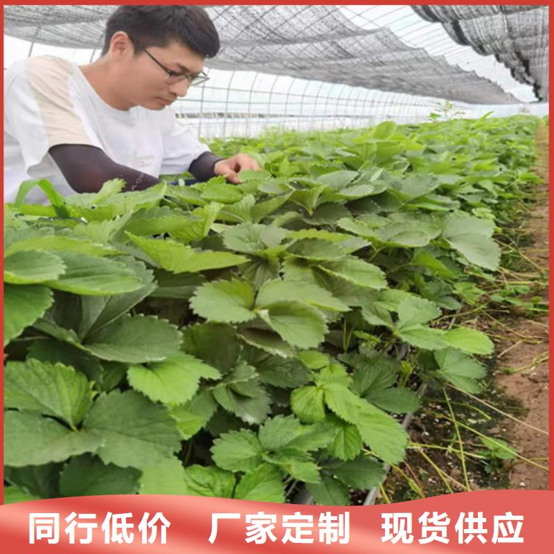 桃树苗视频-桃树苗|福建省龙岩市|新罗|连城|福州|南平|厦门|三明|宁德|莆田