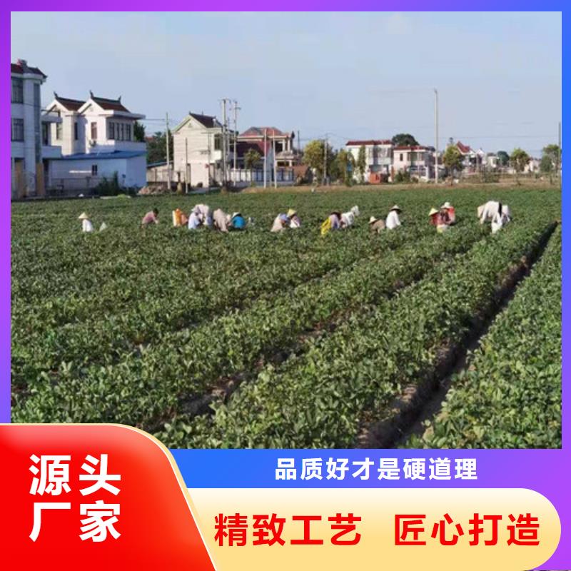 桃树苗视频-桃树苗|福建省龙岩市|新罗|连城|福州|南平|厦门|三明|宁德|莆田