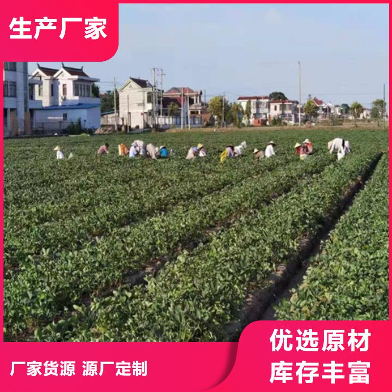 美德莱特草莓苗