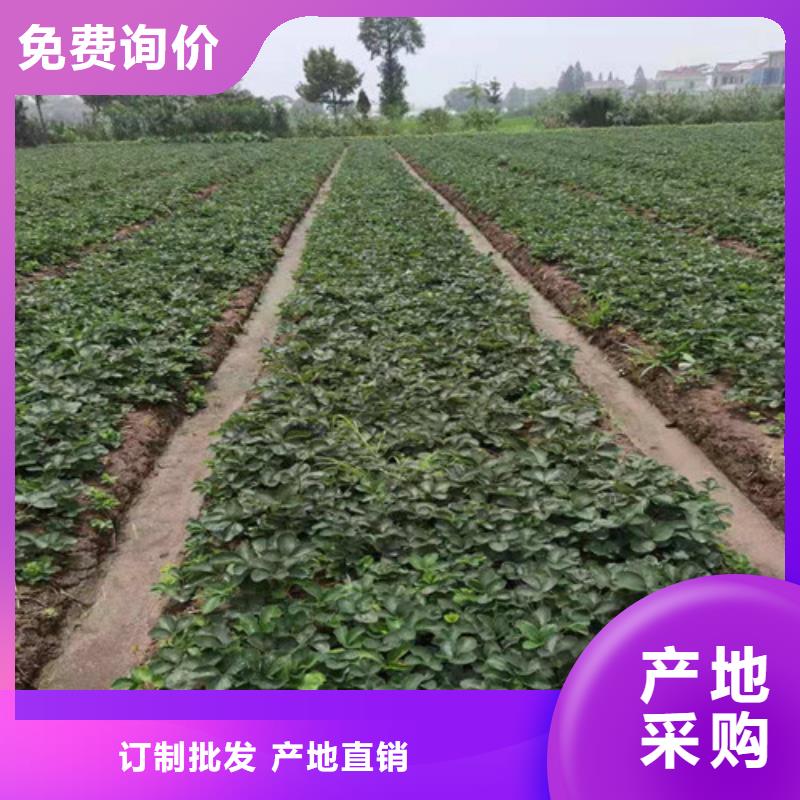 草莓苗桃树苗颜色尺寸款式定制