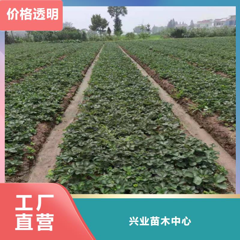 草莓苗杏苗匠心品质