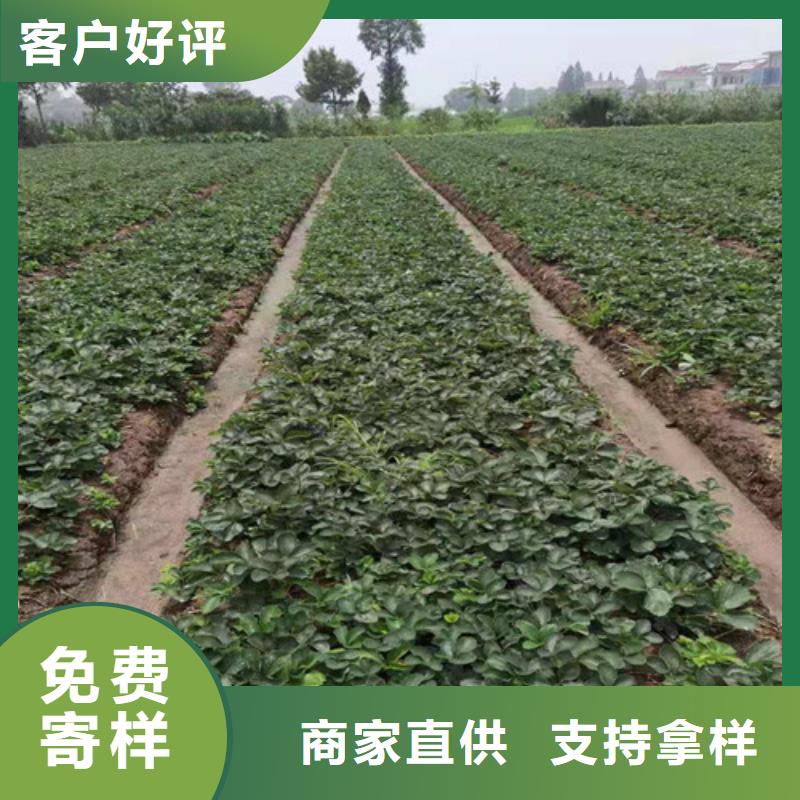 草莓苗梨树苗多年厂家可靠