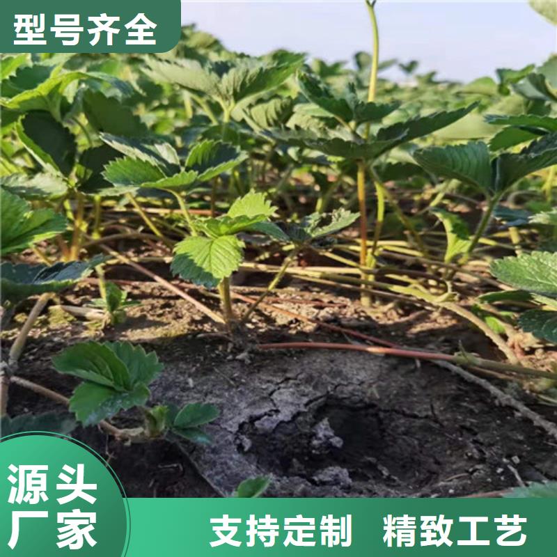 美德莱特草莓苗