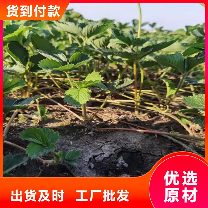 草莓苗大雪枣苗打造行业品质