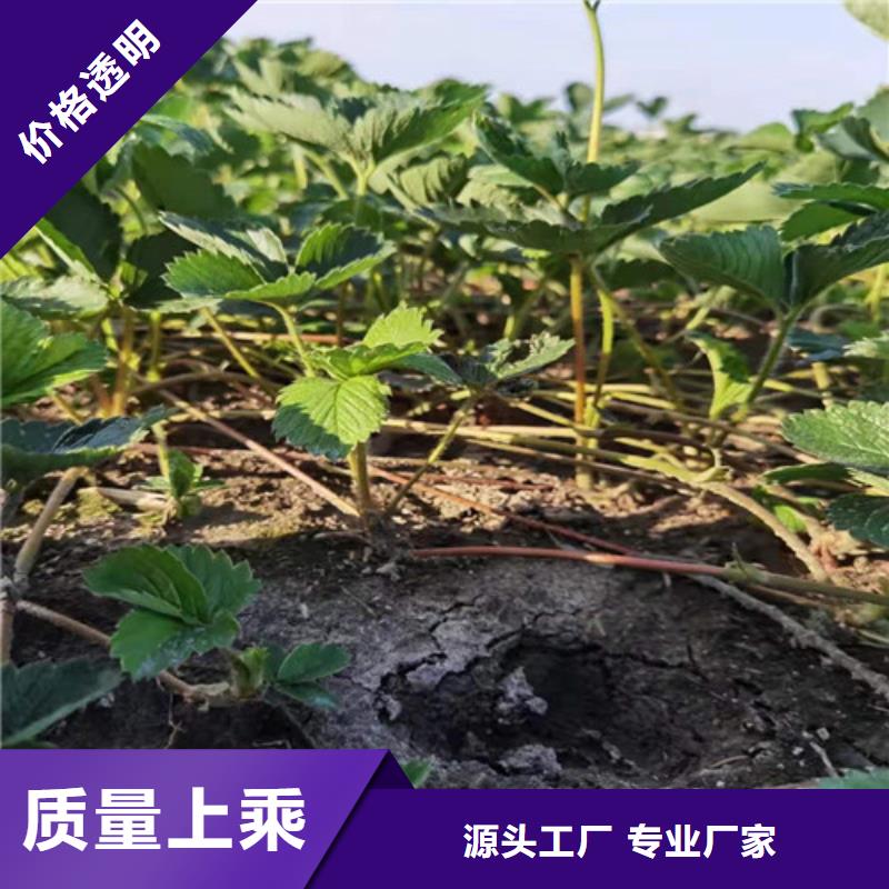 草莓苗桃树苗颜色尺寸款式定制