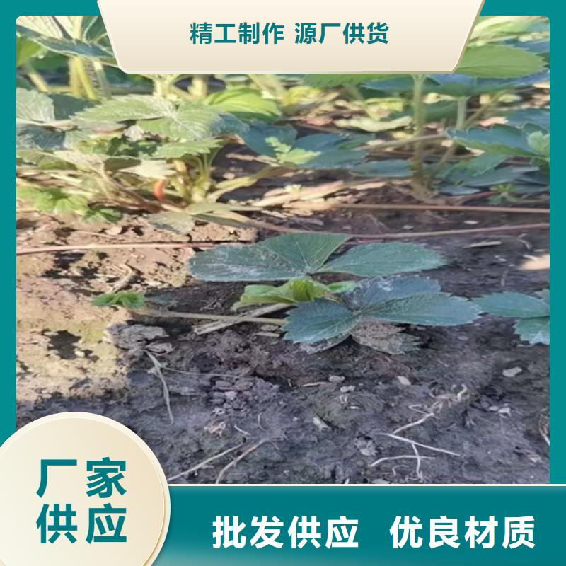 丽雪草莓苗