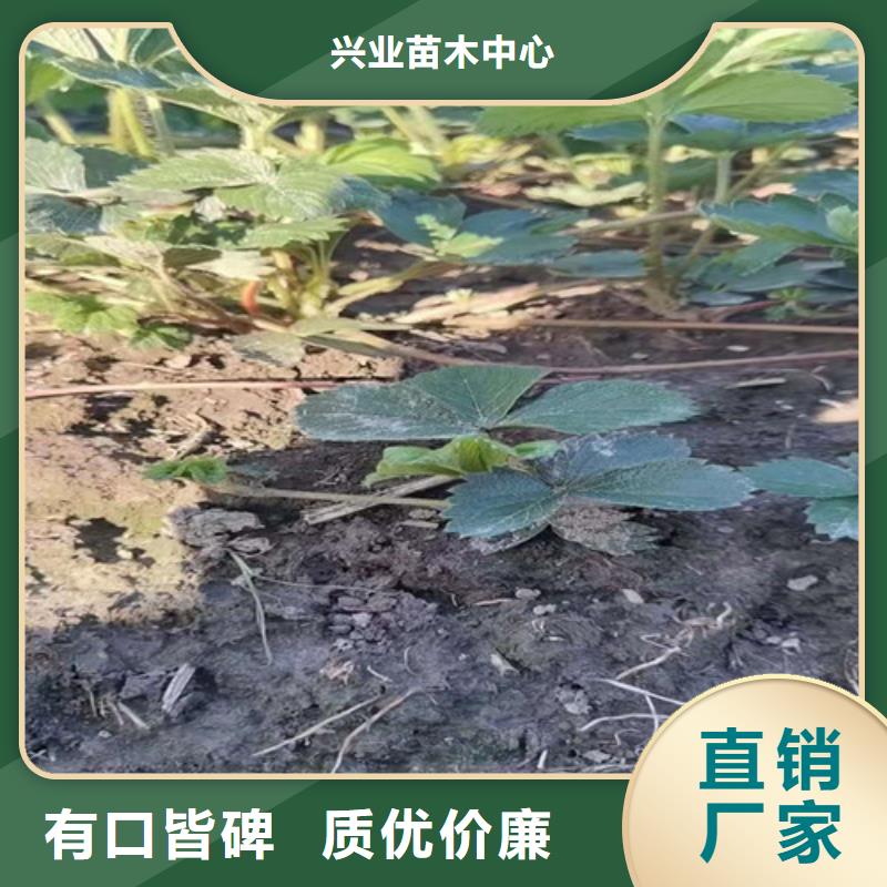 草莓苗桃树苗颜色尺寸款式定制