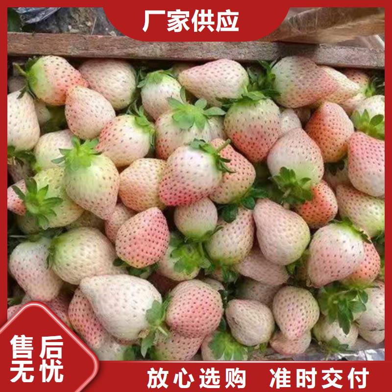 草莓苗桃树苗颜色尺寸款式定制