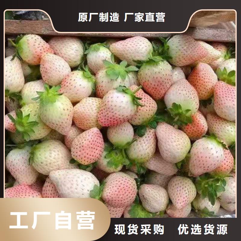 美德莱特草莓苗