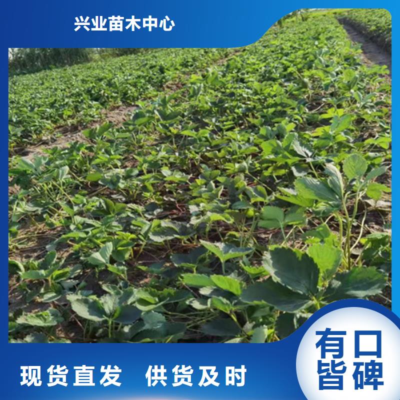 美德莱特草莓苗