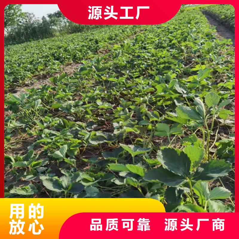 草莓苗桃树苗颜色尺寸款式定制