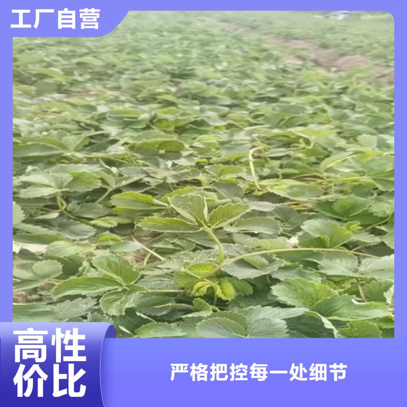 美德莱特草莓苗