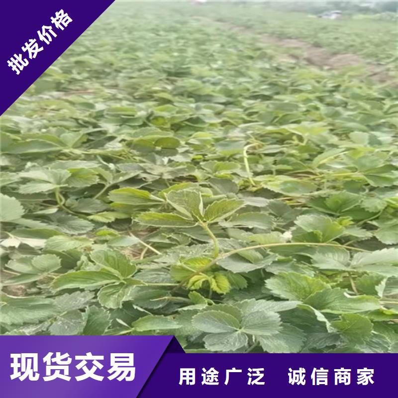 草莓苗桃树苗颜色尺寸款式定制