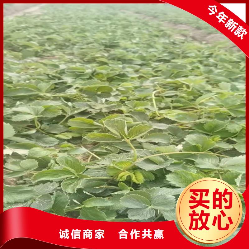 草莓苗大棚草莓苗质量安心