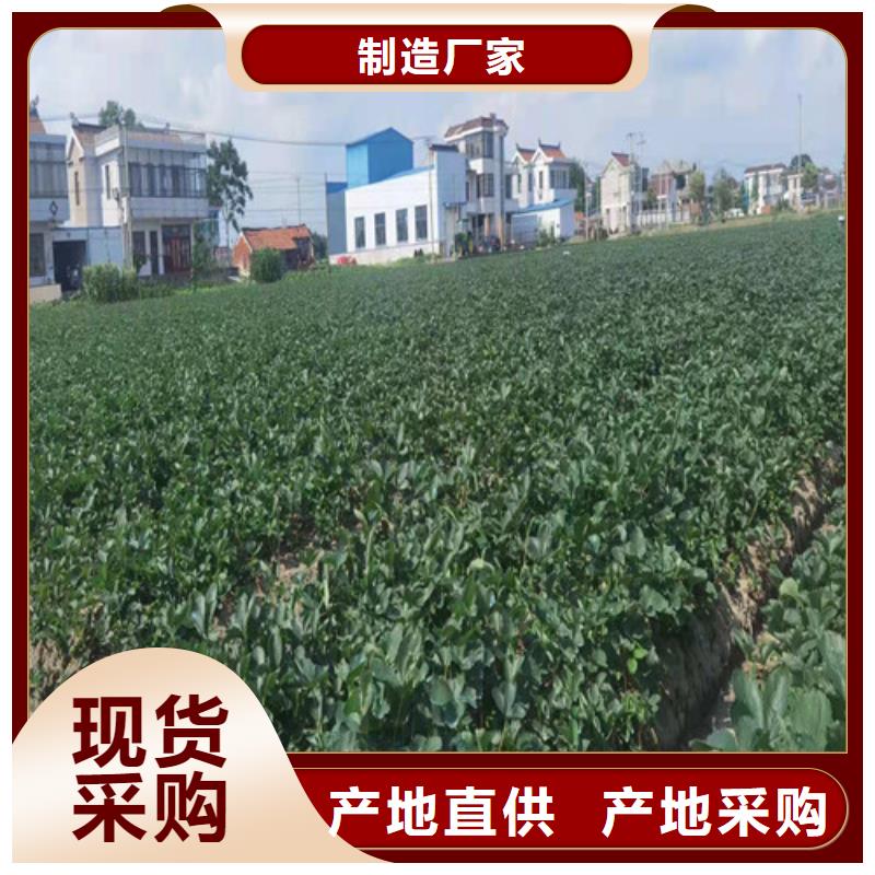 桃树苗视频-桃树苗|福建省龙岩市|新罗|连城|福州|南平|厦门|三明|宁德|莆田