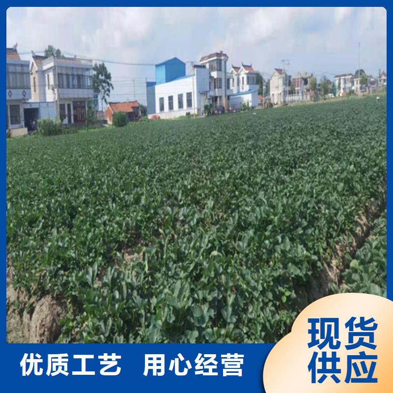 草莓苗桃树苗颜色尺寸款式定制