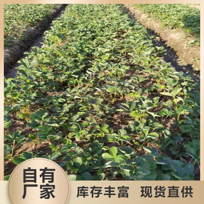桃树苗-视频-桃树苗_河南省信阳市市场覆盖浉河|平桥|平顶山|洛阳|安阳|漯河|开封等