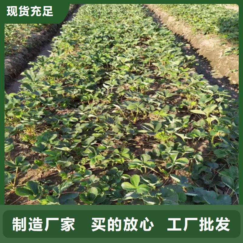 草莓苗桃树苗颜色尺寸款式定制
