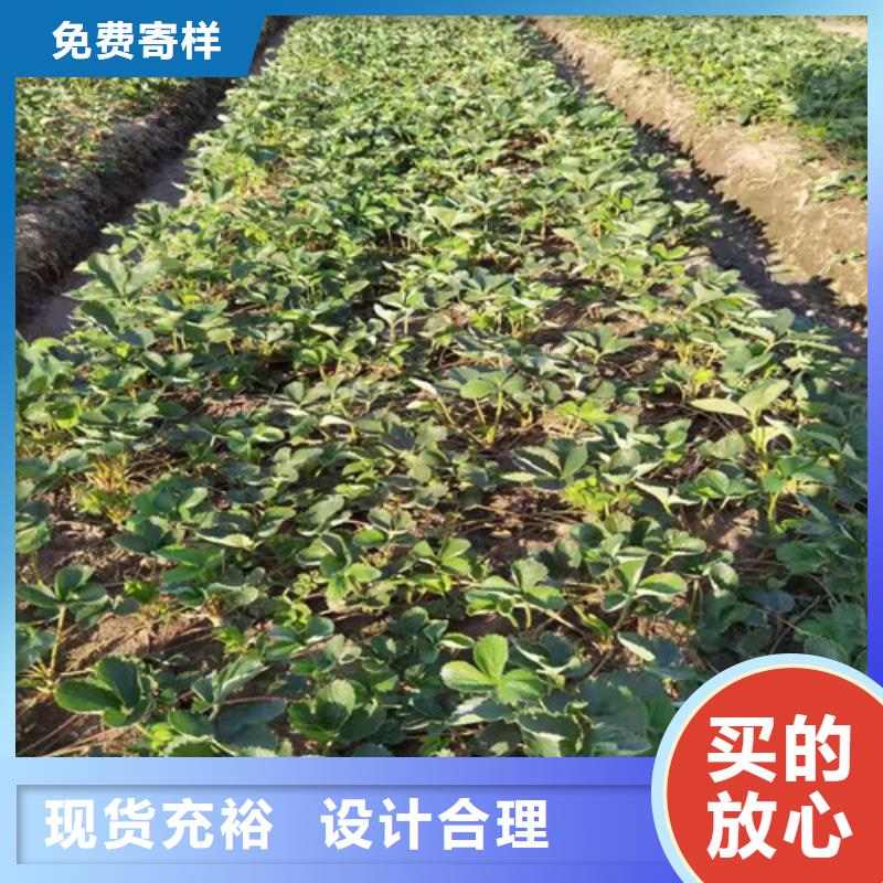草莓苗桃树苗颜色尺寸款式定制