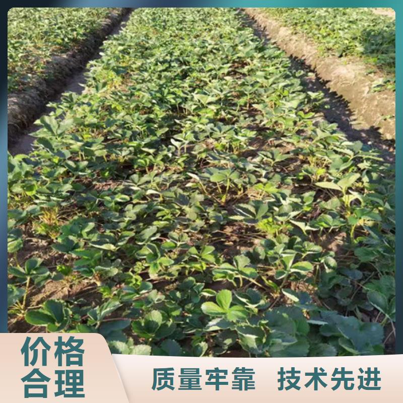 草莓苗大棚草莓苗质量安心