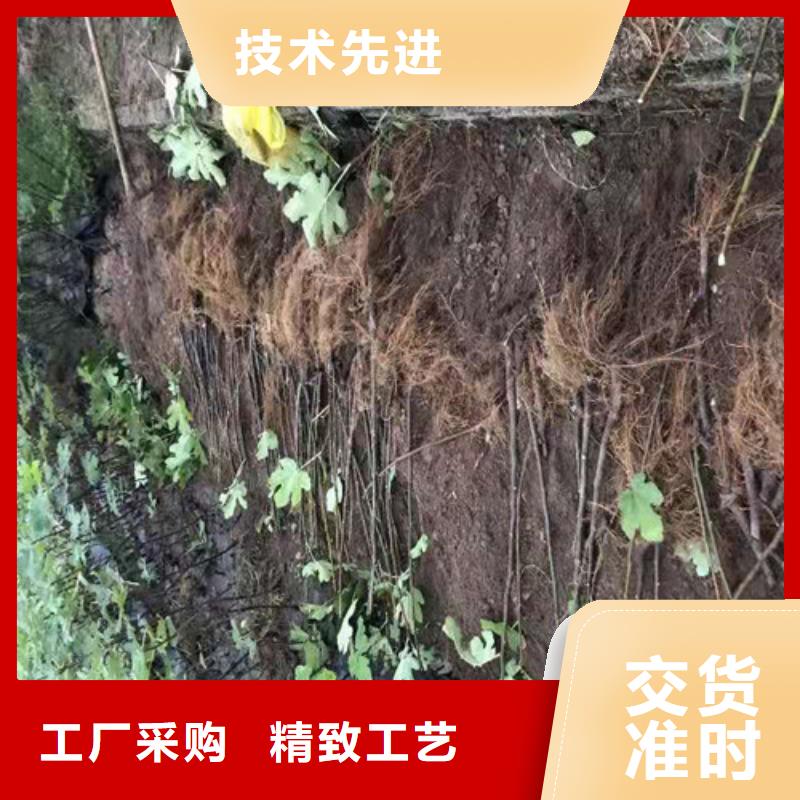 桃树苗-视频-桃树苗|阿拉善市|赤峰|兴安|呼伦贝尔|锡林郭勒|通辽|乌兰察布
