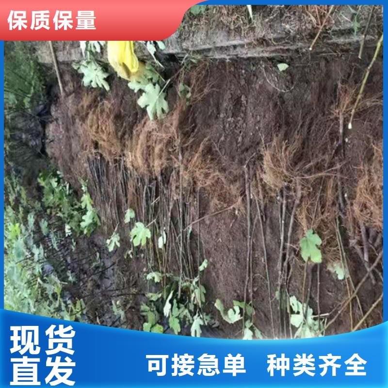 桃树苗视频-甘肃省定西市|岷县|渭源|张掖|白银|临夏|兰州|陇南|甘南|平凉桃树苗-兴业