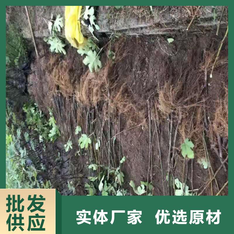 无花果核桃苗每一处都是匠心制作