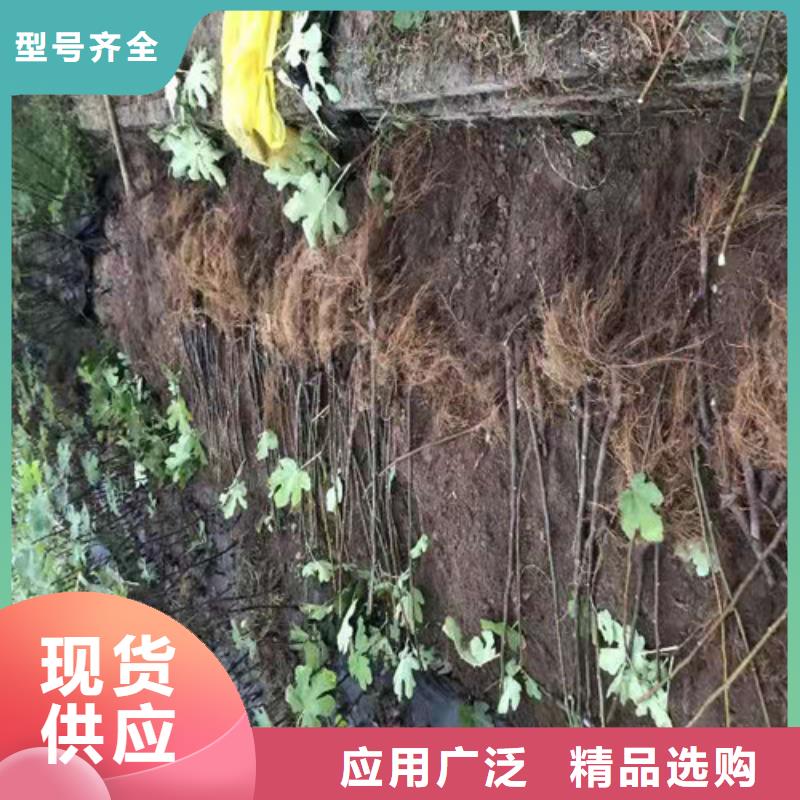桃树苗-视频-安徽省桃树苗-周边可服务区域巢湖|合肥|蚌埠|黄山