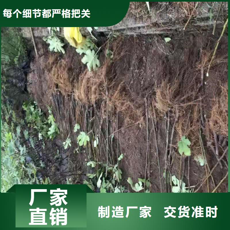 桃树苗视频-甘肃省定西市|岷县|渭源|张掖|白银|临夏|兰州|陇南|甘南|平凉桃树苗-兴业