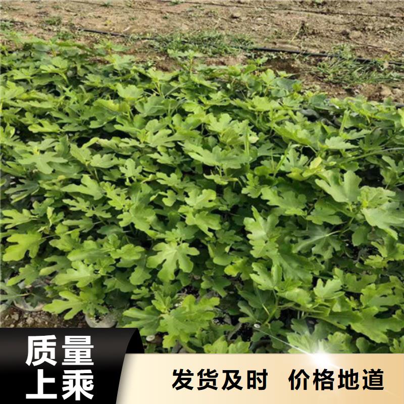 无花果核桃苗每一处都是匠心制作