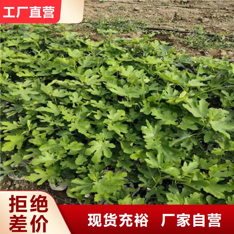 无花果_大棚草莓苗款式多样
