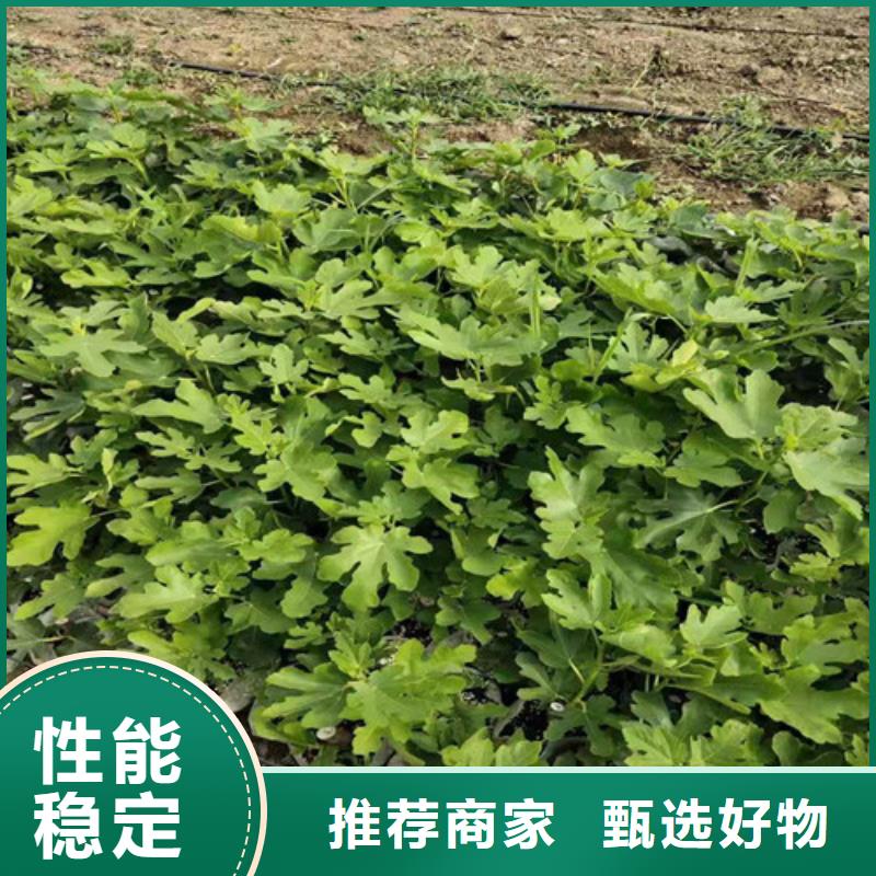 桃树苗-视频-桃树苗|阿拉善市|赤峰|兴安|呼伦贝尔|锡林郭勒|通辽|乌兰察布