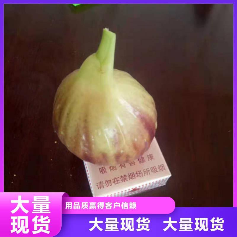 无花果红耔山楂苗24小时下单发货