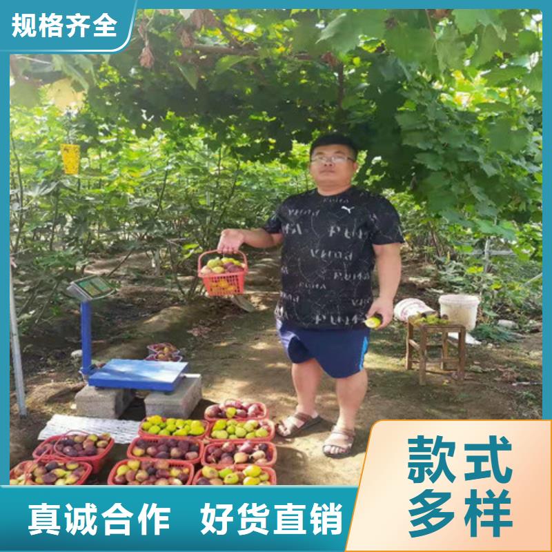 无花果花椒苗大厂家实力看得见