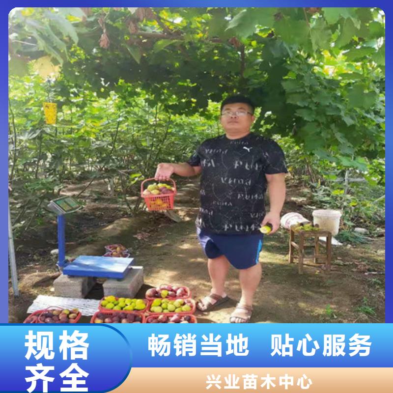 桃树苗-视频-桃树苗|阿拉善市|赤峰|兴安|呼伦贝尔|锡林郭勒|通辽|乌兰察布
