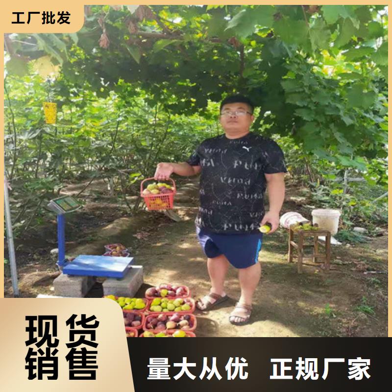 桃树苗视频-甘肃省定西市|岷县|渭源|张掖|白银|临夏|兰州|陇南|甘南|平凉桃树苗-兴业