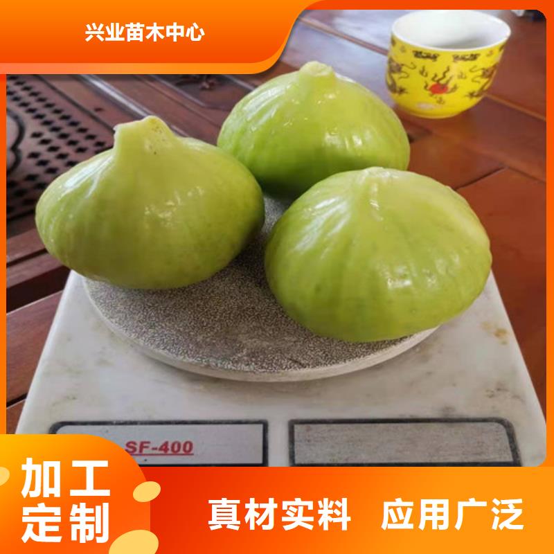 【无花果】冬枣苗优质工艺